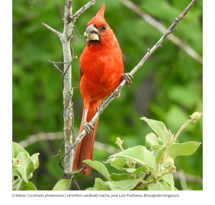 Conoces El Cardenal Guajiro Asawaa Aprende De La Guajira